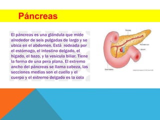 Páncreas
El páncreas es una glándula que mide
alrededor de seis pulgadas de largo y se
ubica en el abdomen. Está rodeada por
el estómago, el intestino delgado, el
hígado, el bazo, y la vesícula biliar. Tiene
la forma de una pera plana. El extremo
ancho del páncreas se llama cabeza, las
secciones medias son el cuello y el
cuerpo y el extremo delgado es la cola
 