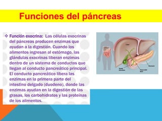Funciones del páncreas
 Función exocrina: Las células exocrinas
del páncreas producen enzimas que
ayudan a la digestión. Cuando los
alimentos ingresan al estómago, las
glándulas exocrinas liberan enzimas
dentro de un sistema de conductos que
llegan al conducto pancreático principal.
El conducto pancreático libera las
enzimas en la primera parte del
intestino delgado (duodeno), donde las
enzimas ayudan en la digestión de las
grasas, los carbohidratos y las proteínas
de los alimentos.
 