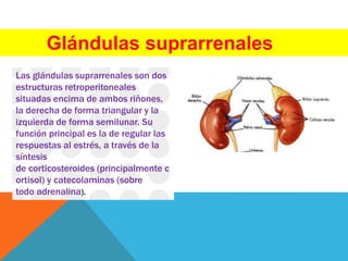 Glándulas suprarrenales
Las glándulas suprarrenales son dos
estructuras retroperitoneales
situadas encima de ambos riñones,
la derecha de forma triangular y la
izquierda de forma semilunar. Su
función principal es la de regular las
respuestas al estrés, a través de la
síntesis
de corticosteroides (principalmente c
ortisol) y catecolaminas (sobre
todo adrenalina).
 