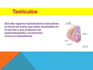 Testículos
Son dos órganos reproductores masculinos
en forma de huevo que están localizados en
el escroto y que producen los
espermatozoides y la hormona
masculina testosterona
 