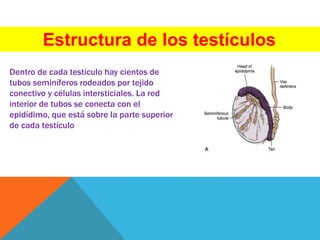 Estructura de los testículos
Dentro de cada testículo hay cientos de
tubos seminíferos rodeados por tejido
conectivo y células intersticiales. La red
interior de tubos se conecta con el
epidídimo, que está sobre la parte superior
de cada testículo
 