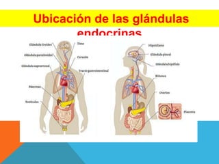 Ubicación de las glándulas
endocrinas
 