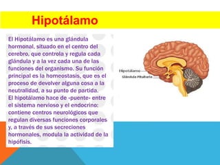 Hipotálamo
El Hipotálamo es una glándula
hormonal, situado en el centro del
cerebro, que controla y regula cada
glándula y a la vez cada una de las
funciones del organismo. Su función
principal es la homeostasis, que es el
proceso de devolver alguna cosa a la
neutralidad, a su punto de partida.
El hipotálamo hace de «puente» entre
el sistema nervioso y el endocrino:
contiene centros neurológicos que
regulan diversas funciones corporales
y, a través de sus secreciones
hormonales, modula la actividad de la
hipófisis.
 