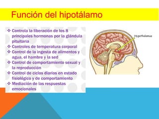 Función del hipotálamo
 Controla la liberación de los 8
principales hormonas por la glándula
pituitaria
 Controles de temperatura corporal
 Control de la ingesta de alimentos y
agua, el hambre y la sed
 Control de comportamiento sexual y
la reproducción
 Control de ciclos diarios en estado
fisiológico y de comportamiento
 Mediación de las respuestas
emocionales
 