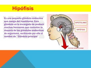 Hipófisis
Es una pequeña glándula endocrina
que cuelga del hipotálamo. Esta
glándula es la encargada de producir
muchas hormonas que controlan la
mayoría de las glándulas endocrinas
de organismo, recibiendo por ello el
nombre de ¨Glándula principal¨
 