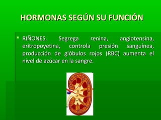HORMONAS SEGÚN SU FUNCIÓNHORMONAS SEGÚN SU FUNCIÓN
 RIÑONES. Segrega renina, angiotensina,RIÑONES. Segrega renina, angiotensina,
eritropoyetina, controla presión sanguínea,eritropoyetina, controla presión sanguínea,
producción de glóbulos rojos (RBC) aumenta elproducción de glóbulos rojos (RBC) aumenta el
nivel de azúcar en la sangre.nivel de azúcar en la sangre.
 