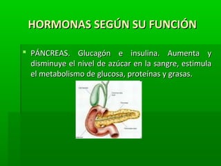 HORMONAS SEGÚN SU FUNCIÓNHORMONAS SEGÚN SU FUNCIÓN
 PÁNCREAS. Glucagón e insulina. Aumenta yPÁNCREAS. Glucagón e insulina. Aumenta y
disminuye el nivel de azúcar en la sangre, estimuladisminuye el nivel de azúcar en la sangre, estimula
el metabolismo de glucosa, proteínas y grasas.el metabolismo de glucosa, proteínas y grasas.
 