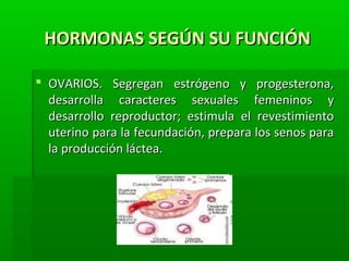 HORMONAS SEGÚN SU FUNCIÓNHORMONAS SEGÚN SU FUNCIÓN
 OVARIOS. Segregan estrógeno y progesterona,OVARIOS. Segregan estrógeno y progesterona,
desarrolla caracteres sexuales femeninos ydesarrolla caracteres sexuales femeninos y
desarrollo reproductor; estimula el revestimientodesarrollo reproductor; estimula el revestimiento
uterino para la fecundación, prepara los senos parauterino para la fecundación, prepara los senos para
la producción láctea.la producción láctea.
 