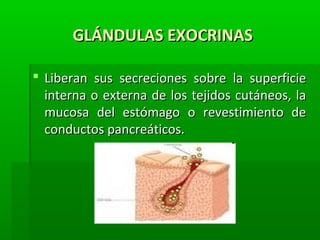 GLÁNDULAS EXOCRINASGLÁNDULAS EXOCRINAS
 Liberan sus secreciones sobre la superficieLiberan sus secreciones sobre la superficie
interna o externa de los tejidos cutáneos, lainterna o externa de los tejidos cutáneos, la
mucosa del estómago o revestimiento demucosa del estómago o revestimiento de
conductos pancreáticos.conductos pancreáticos.
 