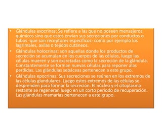 • Glándulas exocrinas: Se refiere a las que no poseen mensajeros
químicos sino que estos envían sus secreciones por conductos o
tubos -que son receptores específicos- como por ejemplo los
lagrimales, axilas o tejidos cutáneos.
• Glándulas holocrinas: son aquellas donde los productos de
secreción se acumulan en los cuerpos de las células, luego las
células mueren y son excretadas como la secreción de la glándula.
Constantemente se forman nuevas células para reponer alas
perdidas. Las glándulas sebáceas pertenecen a este grupo.
• Glándulas epocrinas: Sus secreciones se reúnen en los extremos de
las células glandulares. Luego estos extremos de las células se
desprenden para formar la secreción. El núcleo y el citoplasma
restante se regeneran luego en un corto período de recuperación.
Las glándulas mamarias pertenecen a este grupo.
 
