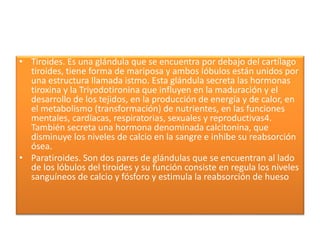 • Tiroides. Es una glándula que se encuentra por debajo del cartílago
tiroides, tiene forma de mariposa y ambos lóbulos están unidos por
una estructura llamada istmo. Esta glándula secreta las hormonas
tiroxina y la Triyodotironina que influyen en la maduración y el
desarrollo de los tejidos, en la producción de energía y de calor, en
el metabolismo (transformación) de nutrientes, en las funciones
mentales, cardíacas, respiratorias, sexuales y reproductivas4.
También secreta una hormona denominada calcitonina, que
disminuye los niveles de calcio en la sangre e inhibe su reabsorción
ósea.
• Paratiroides. Son dos pares de glándulas que se encuentran al lado
de los lóbulos del tiroides y su función consiste en regula los niveles
sanguíneos de calcio y fósforo y estimula la reabsorción de hueso
 