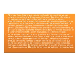 • Páncreas. Es un órgano que cumple con funciones exocrinas, ya que
secreta enzimas hacia al duodeno en el proceso digestivo; y funciones
endocrinas porque libera insulina y glucagón. Ambas provienen
específicamente de los islotes del páncreas o islotes de Langerhans de las
células y . La primera actúa sobre el metabolismo de los hidratos de
carbono, proteínas y grasas, aumentando la tasa de utilización de la
glucosa y favoreciendo la formación de proteínas y el almacenamiento de
grasas; y el segundo aumenta de forma transitoria los niveles de azúcar en
la sangre mediante la liberación de glucosa procedente del hígado.
• Suprarrenales. Cada una de estas glándulas está formada por una zona
interna denominada médula y una zona externa que recibe el nombre de
corteza. Ambas se localizan sobre los riñones. La médula suprarrenal
produce adrenalina, llamada también epinefrina, y noradrenalina, que
afecta a un gran número de funciones del organismo. Estas sustancias
estimulan la actividad del corazón, aumentan la tensión arterial, y actúan
sobre la contracción y dilatación de los vasos sanguíneos y la musculatura.
 