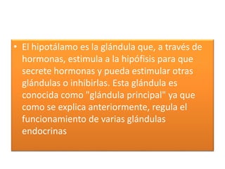 • El hipotálamo es la glándula que, a través de
hormonas, estimula a la hipófisis para que
secrete hormonas y pueda estimular otras
glándulas o inhibirlas. Esta glándula es
conocida como "glándula principal" ya que
como se explica anteriormente, regula el
funcionamiento de varias glándulas
endocrinas
 