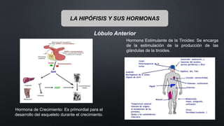 Lóbulo Anterior
LA HIPÓFISIS Y SUS HORMONAS
Hormona de Crecimiento: Es primordial para el
desarrollo del esqueleto durante el crecimiento.
Hormona Estimulante de la Tiroides: Se encarga
de la estimulación de la producción de las
glándulas de la tiroides.
 