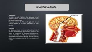 GLANDULA PINEAL
Definición:
También llamada hipófisis. La glándula pineal
sintetiza y libera hormonas al interior mismo de la
circulación sanguínea.
Pequeña (menos de 10mm), la glándula pineal
toma su nombre de su forma, que parece un fruto
de pino.
Función:
La glándula pineal tiene como función principal
secretar la melatonina. Denominada "hormona del
sueño" la melatonina se sintetiza, especialmente,
durante la noche. Le indica al organismo que es
el momento de dormir y permite, también, regular
otras numerosas secreciones de hormonas en el
cuerpo.
 