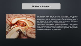 GLANDULA PINEAL
La glándula pineal es de un color gris rojizo y del tamaño
aproximado en los seres humanos de un grano de arroz (5-8 mm),
se encuentra justo en el rostro dorsal al colículo superior, detrás y
por debajo de la estría medular, entre los órganos del tálamo
colocados lateralmente. Es parte delepitálamo.
Se encuentra ubicada en la cisterna cuadrigémina y está bañada
en el líquido cefalorraquídeo. Un pequeño receso pineal del tercer
ventrículo se proyecta hacia el tallo de la glándula. La glándula
pineal es un estructura de línea media en forma de cono de
pino.
 