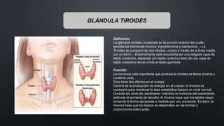 GLÁNDULA TIROIDES
Definición:
La glándula tiroides, localizada en la porción anterior del cuello,
secreta las hormonas tiroxina, triyodotironina y calcitonina. .- La
Tiroides se compone de dos lóbulos, unidos a través de la línea media
por un istmo .- Externamente está recubierta por una delgada capa de
tejido conectivo, separada por tejido conectivo laxo de una capa de
tejido conectivo denso unida al tejido glandular
Función:
La hormona más importante que produce la tiroides se llama tiroxina y
contiene yodo .
Ésta tiene dos efectos en el cuerpo:
Control de la producción de energía en el cuerpo: la tiroxina es
necesaria para mantener la tasa metabólica basal a un nivel normal.
Durante los años de crecimiento: mientras la hormona del crecimiento
estimula el aumento de tamaño, la tiroxina hace que los tejidos vayan
tomando la forma apropiada a medida que van creciendo. Es decir, la
tiroxina hace que los tejidos se desarrollen en las formas y
proporciones adecuadas.
 