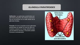 GLÁNDULA PARATIROIDES
Definición: Las glándulas paratiroides son
glándulas pequeñas del sistema endocrino
que se encuentran en el cuello detrás de la
glándula tiroidea.
Función: El único propósito de las glándulas
paratiroides es regular el nivel de calcio en
nuestros cuerpos a un rango estrecho para
que el sistema nervioso y muscular puedan
funcionar correctamente.
 