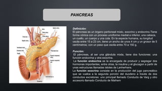 PANCREAS
Definición:
El páncreas es un órgano peritoneal mixto, exocrino y endocrino.Tiene
forma cónica con un proceso unciforme medial e inferior, una cabeza,
un cuello, un cuerpo y una cola. En la especie humana, su longitud
oscila entre 15 a 23 cm, tiene un ancho de unos 4 cm y un grosor de 5
centímetros; con un peso que oscila entre 70 a 150 g.
Función:
El páncreas, al ser una glándula mixta, tiene dos funciones: una
función endocrina y otra exocrina.
La función endocrina es la encargada de producir y segregar dos
hormonas importantes, entre otras, la insulina y el glucagon a partir de
unas estructuras llamadas islotes de Lanherhans.
La función exocrina consiste en la producción del jugo pancreático
que se vuelca a la segunda porción del duodeno a través de dos
conductos excretores: uno principal llamado Conducto de Varg y otro
accesorio llamado Conducto de Maihem
 