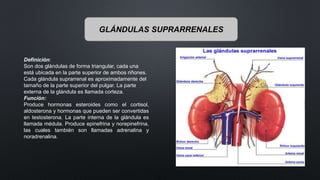 GLÁNDULAS SUPRARRENALES
Definición:
Son dos glándulas de forma triangular, cada una
está ubicada en la parte superior de ambos riñones.
Cada glándula suprarrenal es aproximadamente del
tamaño de la parte superior del pulgar. La parte
externa de la glándula es llamada corteza.
Función:
Produce hormonas esteroides como el cortisol,
aldosterona y hormonas que pueden ser convertidas
en testosterona. La parte interna de la glándula es
llamada médula. Produce epinefrina y norepinefrina,
las cuales también son llamadas adrenalina y
noradrenalina.
 