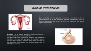 OVARIOS Y TESTICULOS
Los testículos son las gónadas masculinas, coproductoras de los
espermatozoides y de las hormonas sexuales (testosterona). Son los
órganos glandulares que forman la parte más importante del aparato
reproductor masculino.
El ovario es el órgano reproductor femenino productor y
secretor de hormonas sexuales y óvulos.
Son estructuras pares con forma de almendra, con medidas de
1x2x3 cm en la mujer fértil y un peso de unos 6 a 7 gramos,
de color blanco grisáceo, fijados a ambos lados del útero por
los ligamentos útero ováricos y a la pared pelviana por los
infundíbulos pelvianos.
 