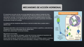 MECANISMO DE ACCIÓN HORMONAL
El mecanismo de acción de las hormonas depende de los niveles en sangre de otras
hormonas y de ciertos productos metabólicos bajo influencia hormonal, así como de la
estimulación nerviosa. La producción de las hormonas de la hipófisis anterior se inhibe
cuando las producidas por la glándula diana particular, la corteza suprarrenal, el tiroides o
las gónadas circulan en la sangre.
La existencia de los receptores específicos a nivel de la célula diana, pueden estar a
distinto nivel:
Membrana plasmática: para hormonas con estructura proteica o peptídica y catecolaminas.
Citoplasma: hormonas esteroideas de las células diana.
Núcleo de la célula diana: hormonas tiroideas.
Mecanismos hormonales:
AMP cíclico como segundo mensajero: actúan las hormonas mediante el mecanismo de
AMP cíclico, actúan las proteicas o peptídicas y las catecolaminas.
Acción sobre los genes, produciendo una transcripción de la cromátida: actúan a nivel de la
transcripción de cromátida, las hormonas esteroideas y tiroideas a nivel de los genes.
 