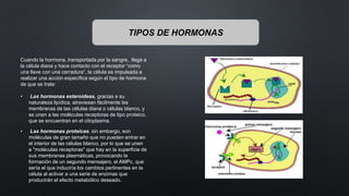 TIPOS DE HORMONAS
Cuando la hormona, transportada por la sangre, llega a
la célula diana y hace contacto con el receptor “como
una llave con una cerradura“, la célula es impulsada a
realizar una acción específica según el tipo de hormona
de que se trate:
• Las hormonas esteroideas, gracias a su
naturaleza lipídica, atraviesan fácilmente las
membranas de las células diana o células blanco, y
se unen a las moléculas receptoras de tipo proteico,
que se encuentran en el citoplasma.
• Las hormonas proteicas, sin embargo, son
moléculas de gran tamaño que no pueden entrar en
el interior de las células blanco, por lo que se unen
a "moléculas receptoras" que hay en la superficie de
sus membranas plasmáticas, provocando la
formación de un segundo mensajero, el AMPc, que
sería el que induciría los cambios pertinentes en la
célula al activar a una serie de enzimas que
producirán el efecto metabólico deseado.
 