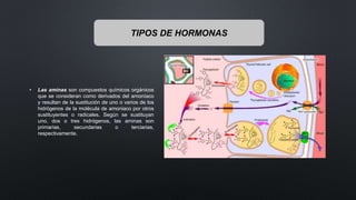TIPOS DE HORMONAS
• Las aminas son compuestos químicos orgánicos
que se consideran como derivados del amoníaco
y resultan de la sustitución de uno o varios de los
hidrógenos de la molécula de amoniaco por otros
sustituyentes o radicales. Según se sustituyan
uno, dos o tres hidrógenos, las aminas son
primarias, secundarias o terciarias,
respectivamente.
 