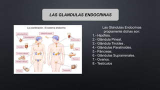 LAS GLANDULAS ENDOCRINAS
Las Glándulas Endocrinas
propiamente dichas son:
1.- Hipófisis.
2.- Glándula Pineal.
3.- Glándula Tiroides .
4.- Glándulas Paratiroides.
5.- Páncreas.
6.- Glándulas Suprarrenales.
7.- Ovarios.
8.- Testículos
 