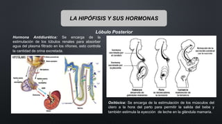 LA HIPÓFISIS Y SUS HORMONAS
Lóbulo Posterior
Hormona Antidiurética: Se encarga de la
estimulación de los túbulos renales para absorber
agua del plasma filtrado en los riñones, esto controla
la cantidad de orina excretada.
Oxitócica: Se encarga de la estimulación de los músculos del
útero a la hora del parto para permitir la salida del bebe y
también estimula la eyección de leche en la glándula mamaria.
 