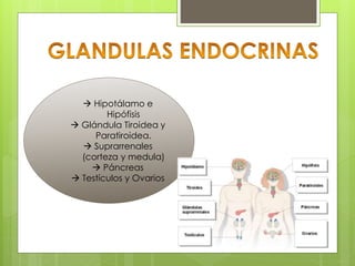  Hipotálamo e
Hipófisis
 Glándula Tiroidea y
Paratiroidea.
 Suprarrenales
(corteza y medula)
 Páncreas
 Testículos y Ovarios
 