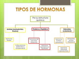Por su estructura
química
Aminas (aminoácidos,
tirosina)
Hormonas
Tiroides
Catecolaminas
(adrenalina y
noradrenalina)
Proteica y Peptídica
Hormonas del
páncreas
endocrino
Hormonas
hipotalámica-
hipofisiaria
Esteroides
(colesterol)
Hormonas
Corteza
suprarrenal
Hormonas
Glándulas
reproductoras
Metabolitos
activos
Vitamina D
 