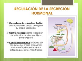  Mecanismo de retroalimentación:
una hormona es capaz de regular
su propia secreción.
 Control nervioso: por la recepción
de estímulos visuales, auditivos,
gustativos,etc.
 Control cronotrópico: dictado por
los ritmos del propio organismo:
ciclos sueño/despertar, ritmos
estacionales, ritmos menstruales.
 