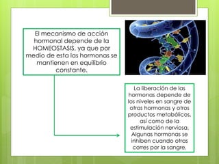 El mecanismo de acción
hormonal depende de la
HOMEOSTASIS, ya que por
medio de esta las hormonas se
mantienen en equilibrio
constante.
La liberación de las
hormonas depende de
los niveles en sangre de
otras hormonas y otros
productos metabólicos,
así como de la
estimulación nerviosa.
Algunas hormonas se
inhiben cuando otras
corres por la sangre.
 
