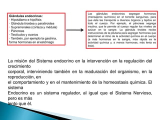Glándulas endocrinas:
· Hipotálamo e hipófisis
· Glándula tiroidea y paratiroidea
· Suprarrenales (corteza y médula)
· Páncreas
· Testículos y ovarios
· También, por ejemplo la gastrina,
forma hormonas en el estómago
La misión del Sistema endocrino en la intervención en la regulación del
crecimiento
corporal, interviniendo también en la maduración del organismo, en la
reproducción, en
el comportamiento y en el mantenimiento de la homeostasis química. El
sistema
Endocrino es un sistema regulador, al igual que el Sistema Nervioso,
pero es más
lento que él.
Las glándulas endocrinas segregan hormonas
(mensajeros químicos) en el torrente sanguíneo, para
que éste las transporte a diversos órganos y tejidos en
todo el cuerpo. Por ejemplo, el páncreas segrega
insulina, que le permite al cuerpo regular los niveles de
azúcar en la sangre. La glándula tiroides recibe
instrucciones de la pituitaria para segregar hormonas que
determinan el ritmo de la actividad química en el cuerpo
(a más hormonas en la sangre, más rápida es la
actividad química y, a menos hormonas, más lenta es
ésta).
 