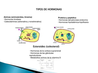 TIPOS DE HORMONAS
Aminas (aminoácidos, tirosina)
· Hormonas tiroideas
· Catecolaminas (adrenalina y noradrenalina)
Proteica y peptídica
· Hormonas del páncreas endocrino
· Hormonas hipotalámica-hipofisiaria
Esteroides (colesterol)
· Hormonas de la corteza suprarrenal
· Hormonas de las glándulas
reproductoras
· Metabolitos activos de la vitamina D
 