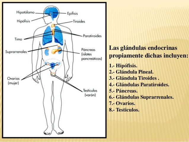 Cuantas Glandulas Hay En El Cuerpo