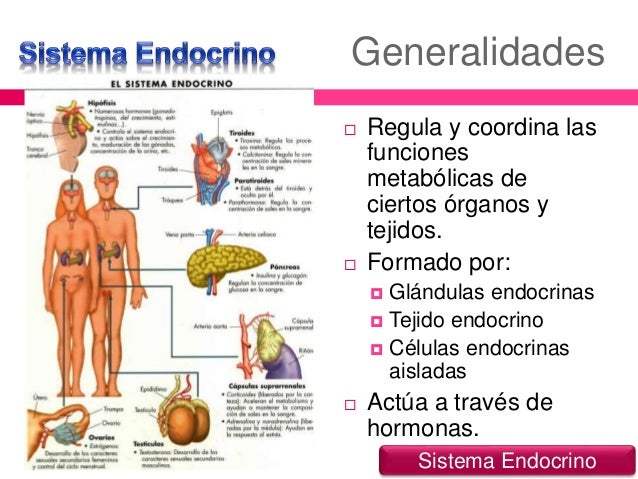 Sistema endocrino