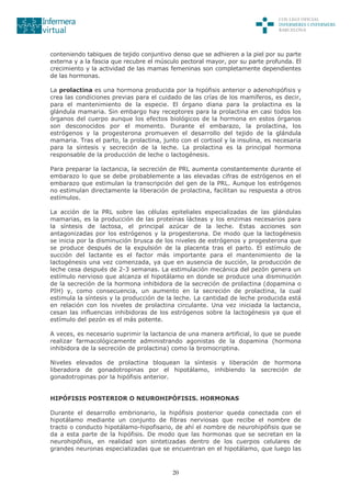 20
conteniendo tabiques de tejido conjuntivo denso que se adhieren a la piel por su parte
externa y a la fascia que recubre el músculo pectoral mayor, por su parte profunda. El
crecimiento y la actividad de las mamas femeninas son completamente dependientes
de las hormonas.
La prolactina es una hormona producida por la hipófisis anterior o adenohipófisis y
crea las condiciones previas para el cuidado de las crías de los mamíferos, es decir,
para el mantenimiento de la especie. El órgano diana para la prolactina es la
glándula mamaria. Sin embargo hay receptores para la prolactina en casi todos los
órganos del cuerpo aunque los efectos biológicos de la hormona en estos órganos
son desconocidos por el momento. Durante el embarazo, la prolactina, los
estrógenos y la progesterona promueven el desarrollo del tejido de la glándula
mamaria. Tras el parto, la prolactina, junto con el cortisol y la insulina, es necesaria
para la síntesis y secreción de la leche. La prolactina es la principal hormona
responsable de la producción de leche o lactogénesis.
Para preparar la lactancia, la secreción de PRL aumenta constantemente durante el
embarazo lo que se debe probablemente a las elevadas cifras de estrógenos en el
embarazo que estimulan la transcripción del gen de la PRL. Aunque los estrógenos
no estimulan directamente la liberación de prolactina, facilitan su respuesta a otros
estímulos.
La acción de la PRL sobre las células epiteliales especializadas de las glándulas
mamarias, es la producción de las proteínas lácteas y los enzimas necesarios para
la síntesis de lactosa, el principal azúcar de la leche. Estas acciones son
antagonizadas por los estrógenos y la progesterona. De modo que la lactogénesis
se inicia por la disminución brusca de los niveles de estrógenos y progesterona que
se produce después de la expulsión de la placenta tras el parto. El estímulo de
succión del lactante es el factor más importante para el mantenimiento de la
lactogénesis una vez comenzada, ya que en ausencia de succión, la producción de
leche cesa después de 2-3 semanas. La estimulación mecánica del pezón genera un
estímulo nervioso que alcanza el hipotálamo en donde se produce una disminución
de la secreción de la hormona inhibidora de la secreción de prolactina (dopamina o
PIH) y, como consecuencia, un aumento en la secreción de prolactina, la cual
estimula la síntesis y la producción de la leche. La cantidad de leche producida está
en relación con los niveles de prolactina circulante. Una vez iniciada la lactancia,
cesan las influencias inhibidoras de los estrógenos sobre la lactogénesis ya que el
estímulo del pezón es el más potente.
A veces, es necesario suprimir la lactancia de una manera artificial, lo que se puede
realizar farmacológicamente administrando agonistas de la dopamina (hormona
inhibidora de la secreción de prolactina) como la bromocriptina.
Niveles elevados de prolactina bloquean la síntesis y liberación de hormona
liberadora de gonadotropinas por el hipotálamo, inhibiendo la secreción de
gonadotropinas por la hipófisis anterior.
HIPÓFISIS POSTERIOR O NEUROHIPÓFISIS. HORMONAS
Durante el desarrollo embrionario, la hipófisis posterior queda conectada con el
hipotálamo mediante un conjunto de fibras nerviosas que recibe el nombre de
tracto o conducto hipotálamo-hipofisario, de ahí el nombre de neurohipófisis que se
da a esta parte de la hipófisis. De modo que las hormonas que se secretan en la
neurohipófisis, en realidad son sintetizadas dentro de los cuerpos celulares de
grandes neuronas especializadas que se encuentran en el hipotálamo, que luego las
 