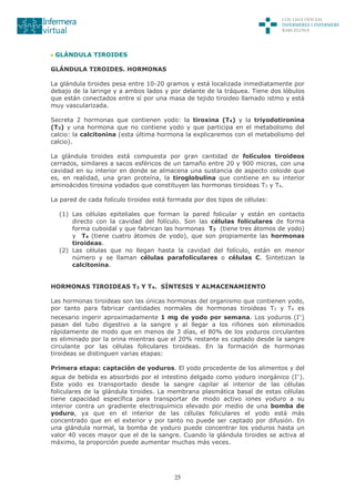 25
GLÁNDULA TIROIDES
GLÁNDULA TIROIDES. HORMONAS
La glándula tiroides pesa entre 10-20 gramos y está localizada inmediatamente por
debajo de la laringe y a ambos lados y por delante de la tráquea. Tiene dos lóbulos
que están conectados entre sí por una masa de tejido tiroideo llamado istmo y está
muy vascularizada.
Secreta 2 hormonas que contienen yodo: la tiroxina (T4) y la triyodotironina
(T3) y una hormona que no contiene yodo y que participa en el metabolismo del
calcio: la calcitonina (esta última hormona la explicaremos con el metabolismo del
calcio).
La glándula tiroides está compuesta por gran cantidad de folículos tiroideos
cerrados, similares a sacos esféricos de un tamaño entre 20 y 900 micras, con una
cavidad en su interior en donde se almacena una sustancia de aspecto coloide que
es, en realidad, una gran proteína, la tiroglobulina que contiene en su interior
aminoácidos tirosina yodados que constituyen las hormonas tiroideas T3 y T4.
La pared de cada folículo tiroideo está formada por dos tipos de células:
(1) Las células epiteliales que forman la pared folicular y están en contacto
directo con la cavidad del folículo. Son las células foliculares de forma
forma cuboidal y que fabrican las hormonas T3 (tiene tres átomos de yodo)
y T4 (tiene cuatro átomos de yodo), que son propiamente las hormonas
tiroideas.
(2) Las células que no llegan hasta la cavidad del folículo, están en menor
número y se llaman células parafoliculares o células C. Sintetizan la
calcitonina.
HORMONAS TIROIDEAS T3 Y T4. SÍNTESIS Y ALMACENAMIENTO
Las hormonas tiroideas son las únicas hormonas del organismo que contienen yodo,
por tanto para fabricar cantidades normales de hormonas tiroideas T3 y T4 es
necesario ingerir aproximadamente 1 mg de yodo por semana. Los yoduros (I-)
pasan del tubo digestivo a la sangre y al llegar a los riñones son eliminados
rápidamente de modo que en menos de 3 días, el 80% de los yoduros circulantes
es eliminado por la orina mientras que el 20% restante es captado desde la sangre
circulante por las células foliculares tiroideas. En la formación de hormonas
tiroideas se distinguen varias etapas:
Primera etapa: captación de yoduros. El yodo procedente de los alimentos y del
agua de bebida es absorbido por el intestino delgado como yoduro inorgánico (I-).
Este yodo es transportado desde la sangre capilar al interior de las células
foliculares de la glándula tiroides. La membrana plasmática basal de estas células
tiene capacidad específica para transportar de modo activo iones yoduro a su
interior contra un gradiente electroquímico elevado por medio de una bomba de
yoduro, ya que en el interior de las células foliculares el yodo está más
concentrado que en el exterior y por tanto no puede ser captado por difusión. En
una glándula normal, la bomba de yoduro puede concentrar los yoduros hasta un
valor 40 veces mayor que el de la sangre. Cuando la glándula tiroides se activa al
máximo, la proporción puede aumentar muchas más veces.
 