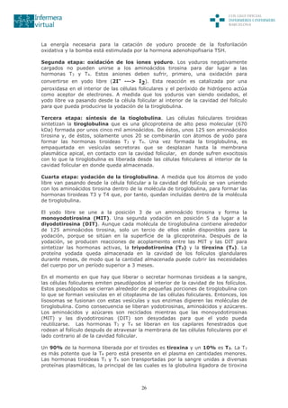 26
La energía necesaria para la catación de yoduro procede de la fosforilación
oxidativa y la bomba está estimulada por la hormona adenohipofisaria TSH.
Segunda etapa: oxidación de los iones yoduro. Los yoduros negativamente
cargados no pueden unirse a los aminoácidos tirosina para dar lugar a las
hormonas T3 y T4. Estos aniones deben sufrir, primero, una oxidación para
convertirse en yodo libre (2I- ---> I2). Esta reacción es catalizada por una
peroxidasa en el interior de las células foliculares y el peróxido de hidrógeno actúa
como aceptor de electrones. A medida que los yoduros van siendo oxidados, el
yodo libre va pasando desde la célula folicular al interior de la cavidad del folículo
para que pueda producirse la yodación de la tiroglobulina.
Tercera etapa: síntesis de la tioglobulina. Las células foliculares tiroideas
sintetizan la tiroglobulina que es una glicoproteina de alto peso molecular (670
kDa) formada por unos cinco mil aminoácidos. De éstos, unos 125 son aminoácidos
tirosina y, de éstos, solamente unos 20 se combinarán con átomos de yodo para
formar las hormonas tiroideas T3 y T4. Una vez formada la tiroglobulina, es
empaquetada en vesículas secretoras que se desplazan hasta la membrana
plasmática apical, en contacto con la cavidad folicular, en donde sufren exocitosis
con lo que la tiroglobulina es liberada desde las células foliculares al interior de la
cavidad folicular en donde queda almacenada.
Cuarta etapa: yodación de la tiroglobulina. A medida que los átomos de yodo
libre van pasando desde la célula folicular a la cavidad del folículo se van uniendo
con los aminoácidos tirosina dentro de la molécula de tiroglobulina, para formar las
hormonas tiroideas T3 y T4 que, por tanto, quedan incluídas dentro de la molécula
de tiroglobulina.
El yodo libre se une a la posición 3 de un aminoácido tirosina y forma la
monoyodotirosina (MIT). Una segunda yodación en posición 5 da lugar a la
diyodotirosina (DIT). Aunque cada molécula de tiroglobulina contiene alrededor
de 125 aminoácidos tirosina, solo un tercio de ellos están disponibles para la
yodación, porque se sitúan en la superficie de la glicoproteína. Después de la
yodación, se producen reacciones de acoplameinto entre las MIT y las DIT para
sintetizar las hormonas activas, la triyodotironina (T3) y la tiroxina (T4). La
proteína yodada queda almacenada en la cavidad de los folículos glandulares
durante meses, de modo que la cantidad almacenada puede cubrir las necesidades
del cuerpo por un período superior a 3 meses.
En el momento en que hay que liberar o secretar hormonas tiroideas a la sangre,
las células foliculares emiten pseudópodos al interior de la cavidad de los folículos.
Estos pseudópodos se cierran alrededor de pequeñas porciones de tiroglobulina con
lo que se forman vesículas en el citoplasma de las células foliculares. Entonces, los
lisosomas se fusionan con estas vesículas y sus enzimas digieren las moléculas de
tiroglobulina. Como consecuencia se liberan yodotirosinas, aminoácidos y azúcares.
Los aminoácidos y azúcares son reciclados mientras que las monoyodotirosinas
(MIT) y las diyodotirosinas (DIT) son desyodadas para que el yodo pueda
reutilizarse. Las hormonas T3 y T4 se liberan en los capilares fenestrados que
rodean al folículo después de atravesar la membrana de las células foliculares por el
lado contrario al de la cavidad folicular.
Un 90% de la hormona liberada por el tiroides es tiroxina y un 10% es T3. La T3
es más potente que la T4 pero está presente en el plasma en cantidades menores.
Las hormonas tiroideas T3 y T4 son transportadas por la sangre unidas a diversas
proteínas plasmáticas, la principal de las cuales es la globulina ligadora de tiroxina
 