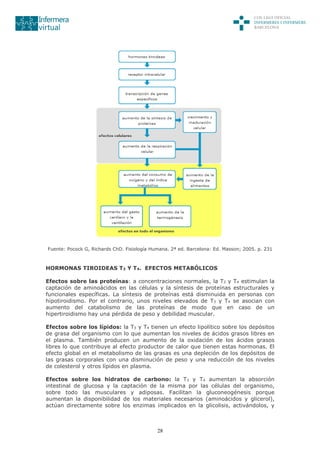 28
Fuente: Pocock G, Richards ChD. Fisiología Humana. 2ª ed. Barcelona: Ed. Masson; 2005. p. 231
HORMONAS TIROIDEAS T3 Y T4. EFECTOS METABÓLICOS
Efectos sobre las proteínas: a concentraciones normales, la T3 y T4 estimulan la
captación de aminoácidos en las células y la síntesis de proteínas estructurales y
funcionales específicas. La síntesis de proteínas está disminuida en personas con
hipotiroidismo. Por el contrario, unos niveles elevados de T3 y T4 se asocian con
aumento del catabolismo de las proteínas de modo que en caso de un
hipertiroidismo hay una pérdida de peso y debilidad muscular.
Efectos sobre los lípidos: la T3 y T4 tienen un efecto lipolítico sobre los depósitos
de grasa del organismo con lo que aumentan los niveles de ácidos grasos libres en
el plasma. También producen un aumento de la oxidación de los ácidos grasos
libres lo que contribuye al efecto productor de calor que tienen estas hormonas. El
efecto global en el metabolismo de las grasas es una depleción de los depósitos de
las grasas corporales con una disminución de peso y una reducción de los niveles
de colesterol y otros lípidos en plasma.
Efectos sobre los hidratos de carbono: la T3 y T4 aumentan la absorción
intestinal de glucosa y la captación de la misma por las células del organismo,
sobre todo las musculares y adiposas. Facilitan la gluconeogénesis porque
aumentan la disponibilidad de los materiales necesarios (aminoácidos y glicerol),
actúan directamente sobre los enzimas implicados en la glicolisis, activándolos, y
 