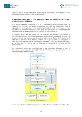 29
potencian de un modo indirecto la acción sobre los hidratos de carbono de otras
hormonas como la insulina y las catecolaminas.
HORMONAS TIROIDEAS T3 Y T4. EFECTOS EN LA PRODUCCIÓN DE CALOR Y
EL CONSUMO DE OXÍGENO
En la mayor parte de los tejidos, la T3 y T4 aumentan la producción de calor y el
consumo de oxígeno. La acción productora de calor es importante para la
regulación de la temperatura corporal y la adaptación a ambientes fríos y se mide
por la tasa de metabolismo basal (TMB). Una TMB alta indica una glándula tiroides
excesivamente activa y lo contrario en caso de un hipotiroidismo.
El aumento de la TMB se asocia con un aumento del tamaño y el número de
mitocondrias celulares de tejidos sensibles a las hormonas tiroideas y también con
un aumento de los enzimas de la cadena respiratoria. Tanto la T3 como la T4
estimulan la actividad de la Na+/K+ ATPasa con lo que aumenta el transporte de
sodio y potasio a través de las membranas celulares. Como consecuencia aumenta
la hidrólisis de ATP que a su vez estimula el consumo de oxígeno por las
mitocondrias.
Hay sinergismo entre las catecolaminas y las hormonas tiroideas lo que es
importante para que la termogénesis, la lipólisis, la glucógenolisis y la
neoglucogénesis sean máximas.
Fuente: Pocock G, Richards ChD. Fisiología Humana. 2ª ed. Barcelona: Ed. Masson; 2005. p. 231
 