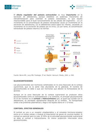 41
El efecto regulador del potasio extracelular es muy importante en la
secreción de aldosterona, porque establece un poderoso mecanismo de
retroalimentación para controlar el potasio extracelular, lo que resulta
imprescindible para el buen funcionamiento de las células del organismo: (1) un
incremento en la concentración de potasio extracelular causa un incremento en la
secreción de aldosterona; (2) la aldosterona actúa sobre los riñones, causando un
incremento en la excreción de potasio por la orina; (3) por tanto, la concentración
extracelular de potasio retorna a la normal.
1 Corazón
2 Glándula suprarenal
3 Riñón
4 Hígado
5 Pulmones
células
yuxtagiomerulares
renales
Fuente: Berne RM , Levy MN. Fisiología. 3ª ed. Madrid: Harcourt. Mosby; 2001. p. 569.
GLUCOCORTICOIDES
Los glucocorticoides son hormonas sintetizadas en la zona fascicular de la corteza
suprarrenal, que es la parte más abundante de la glándula. El nombre de
glucocorticoides se debe a que son hormonas que afectan la homeostasia de la
glucosa.
Aunque en la zona fascicular de la corteza suprarrenal se producen otros
glucocorticoides como la corticoesterona y la cortisona, el principal glucocorticoide
en el ser humano es el cortisol o hidrocortisona que, al igual que sucede con la
aldosterona, es secretado rápidamente después de su síntesis. Es transportado
unido a las proteínas plasmáticas y llega a los tejidos diana en 1-2 horas.
CORTISOL. EFECTOS GENERALES
El cortisol se une a un receptor citoplasmático y el complejo hormona-receptor
entra en el núcleo celular y modula la trascripción de genes en muchos tejidos. El
cortisol es esencial para la vida. El 95% de la actividad glucocorticoide suprarrenal
se debe al cortisol o hidrocortisona. En menor proporción intervienen otros
glucocorticoides.
Sobrecarga de K+
K+
plasmático
hormona
natriurética
auricular
aldosterona
enzima de
conversión
volumen del
líquido
extracelular
Hemorragia
bipedestación
privación de
Na+
angiotensina II
angiotensina I
angiotensinógeno
estimulación
inhibición
 
