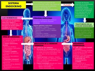 SISTEMA
ENDOCRINO
Es el sistema encargado de las
secreciones del cuerpo, las cuales son
sustancias químicas denominadas
hormonas, producidas en
determinadas glándulas endocrinas.
Secretadas por las glándulas
endocrinas regulan el
crecimiento, el desarrollo y las
funciones de muchos tejidos, y
coordinan los procesos
metabólicos del organismo.
Algunas glándulas endocrinas:
• Hipotálamo e hipófisis
• Glándula tiroidea y paratiroidea
• Suprarrenales (corteza y médula)
• Páncreas
• Testículos y ovarios
• También, por ejemplo la gastrina,
forma hormonas en el estómagoTIPOS DE HORMONAS
Las hormonas las englobamos
en 3 grupos en función de su
estructura química:
a) Aminas (aminoácidos,
tirosina)
· Hormonas tiroideas
· Catecolaminas (adrenalina y
noradrenalina)
b) Proteica y peptídica
· Hormonas del páncreas
endocrino
· Hormonas hipotalámica-
hipofisiaria
c) Esteroides (colesterol)
· Hormonas de la corteza
suprarrenal
· Hormonas de las glándulas
reproductoras
· Metabolitos activos de la
vitamina D
REGULACIÓN DE LA SECRECIÓN
HORMONAL
Se realiza de tres maneras;
1. Mecanismo de retroalimentación: en el
cual una hormona es capaz de regular
su propia secreción (Feed Back), esto
es muy típico del eje hipotálamo
hipófisis.
2. Control nervioso: estímulos, visuales,
auditivos, gustativos, olfatorios, táctiles,
dolor y emoción, también produce
secreción hormonal.
3. Control cronotrópico dictado por ritmos:
• Ciclos sueño/despertar
• Ritmos estacionales
• · Ritmos menstruales, etc.
MECANISMOS
HORMONALES:
 AMP cíclico como segundo
mensajero.
Actúan las hormonas mediante
el mecanismo de AMP cíclico,
actúan las proteicas o
peptídicas y las catecolaminas
 Acción sobre los genes,
produciendo una
transcripción de la
cromátida.
Actúan a nivel de la
transcripción de cromátida, las
hormonas esteroideas y
tiroideas a nivel de los genes.
Las alteraciones en la
producción endocrina se
pueden clasificar como de
hiperfunción (exceso de
actividad) o hipofunción
(actividad insuficiente).
La misión del Sistema
endocrino es la intervención
en la regulación del
crecimiento corporal,
interviniendo también en la
maduración del organismo,
en la reproducción, en el
comportamiento y en el
mantenimiento de la
homeostasis química.
Glándulas endocrinas
Conjunto de glándulas que producen
sustancias mensajeras llamadas
hormonas
LAS HORMONAS
Función
TRASTORNOS DE LA
FUNCIÓN ENDOCRINA
 