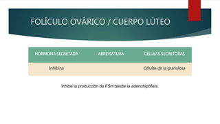 FOLÍCULO OVÁRICO / CUERPO LÚTEO
HORMONA SECRETADA ABREVIATURA CÉLULAS SECRETORAS
Inhibina Células de la granulosa
Inhibe la producción de FSH desde la adenohipófisis.
 