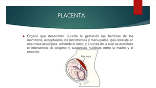 PLACENTA
 Órgano que desarrollan durante la gestación las hembras de los
mamíferos, exceptuados los monotremas y marsupiales, que consiste en
una masa esponjosa, adherida al útero, y a través de la cual se establece
el intercambio de oxígeno y sustancias nutritivas entre la madre y el
embrión.
 