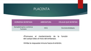 PLACENTA
HORMONA SECRETADA ABREVIATURA CÉLULAS QUE SECRETAN
Gonadotropina coriónica
humana
HCG Sincitotrofoblasto
•Promueve el mantenimiento de la función
del cuerpo lúteo al inicio del embarazo.
•Inhibe la respuesta inmune hacia el embrión.
 