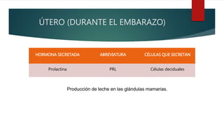 ÚTERO (DURANTE EL EMBARAZO)
HORMONA SECRETADA ABREVIATURA CÉLULAS QUE SECRETAN
Prolactina PRL Células deciduales
Producción de leche en las glándulas mamarias.
 