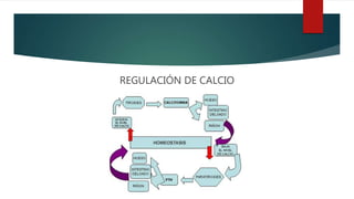 REGULACIÓN DE CALCIO
 